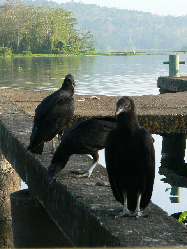 Black Vulture